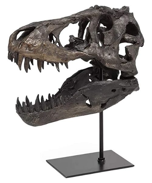 Tyrannosaurus Rex Skull Small 39.5cm