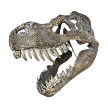 Tyrannosaurus Rex Skull Large 51.5cm