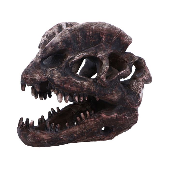 Dilophosaurus Skull 16cm Ornament