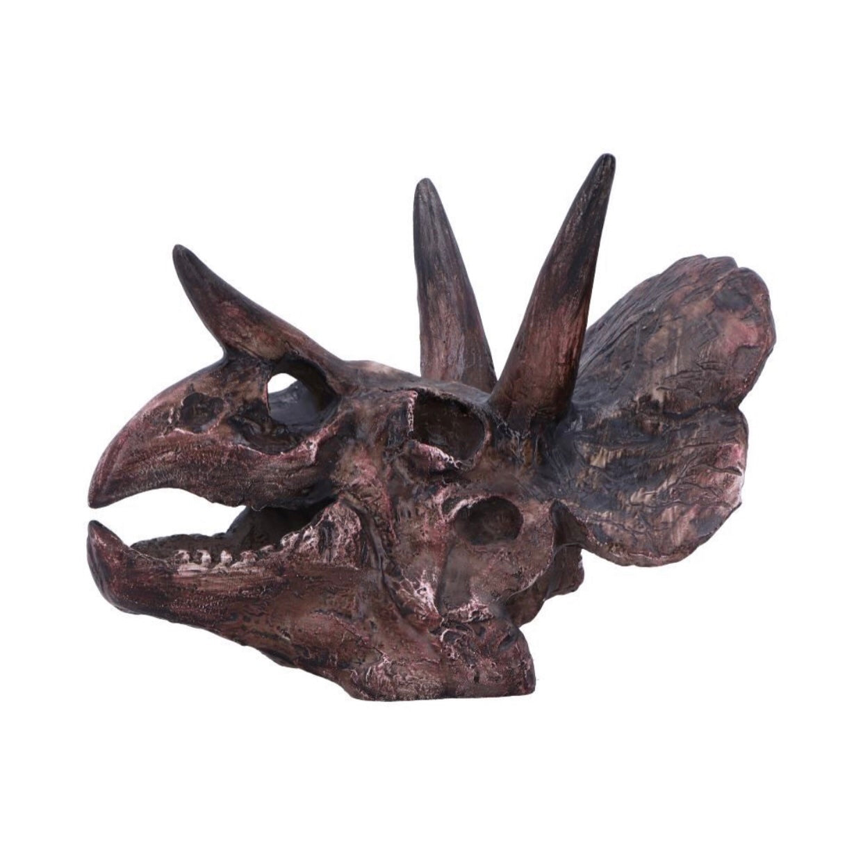 Triceratops Skull 14.5cm