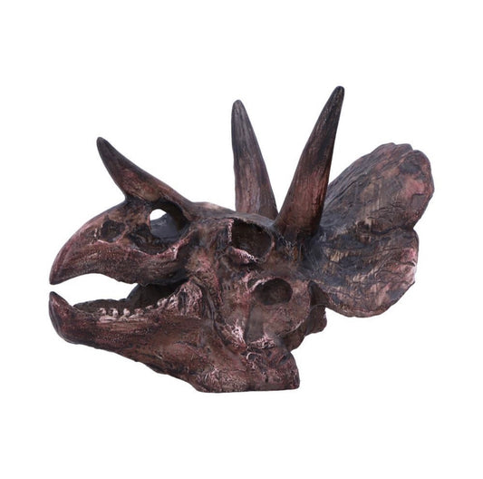 Triceratops Skull 14.5cm