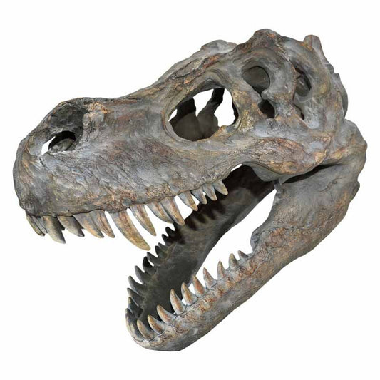 Tyrannosaurus Rex Skull Small 39.5cm