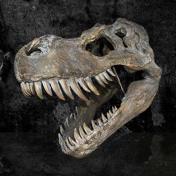 Tyrannosaurus Rex Skull Large 51.5cm