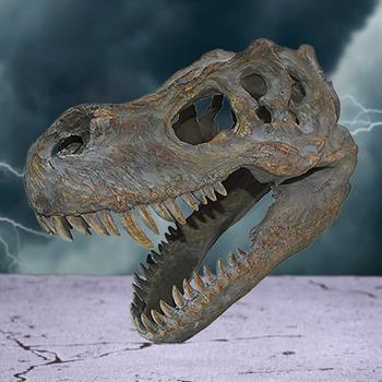 Tyrannosaurus Rex Skull Small 39.5cm